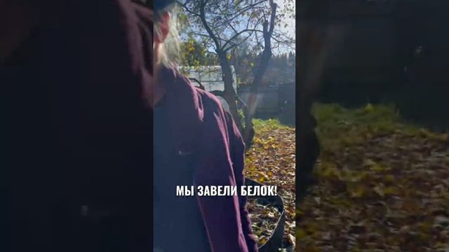 Я завёл себе белок! Чёрная кавказская белка и телеутка! Едят орехи)