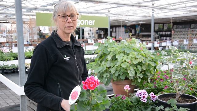 PELARGONER Med Trädgårdsmästare Maria