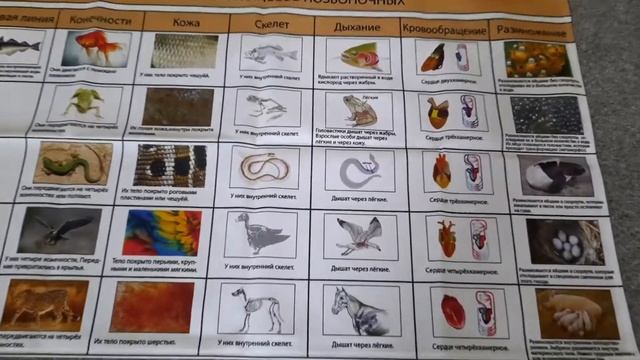 Иванова А, Гайдукова М. «От живого объекта к сути вещей» смотреть онлайн