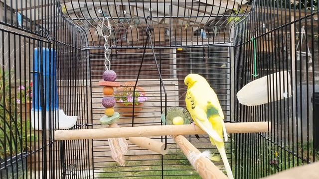 2 Hours of Budgie Best Friends - Mango and Chutney - Singing and Talking Sounds смотреть онлайн