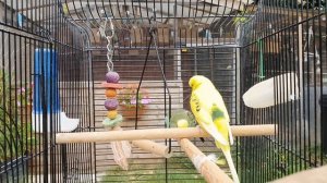 2 Hours of Budgie Best Friends - Mango and Chutney - Singing and Talking Sounds
