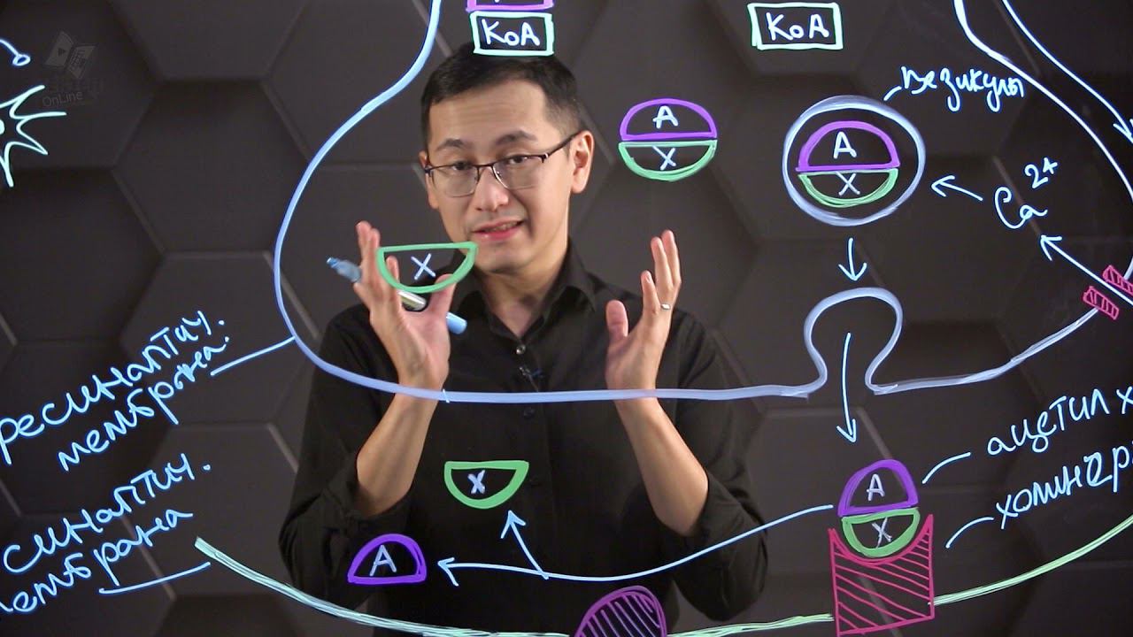 Взаимосвязь строения и функции холинергического синапса. 10 класс. смотреть онлайн