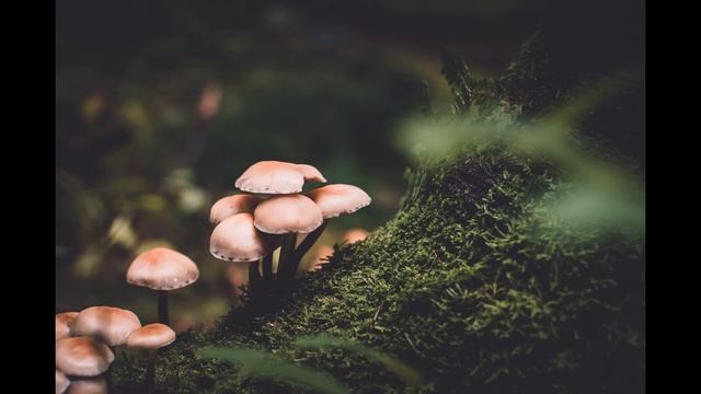 К чему снятся ГРИБЫ во сне. Значение и толкование сна про грибы. Сонник грибы смотреть онлайн