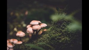 К чему снятся ГРИБЫ во сне. Значение и толкование сна про грибы. Сонник грибы