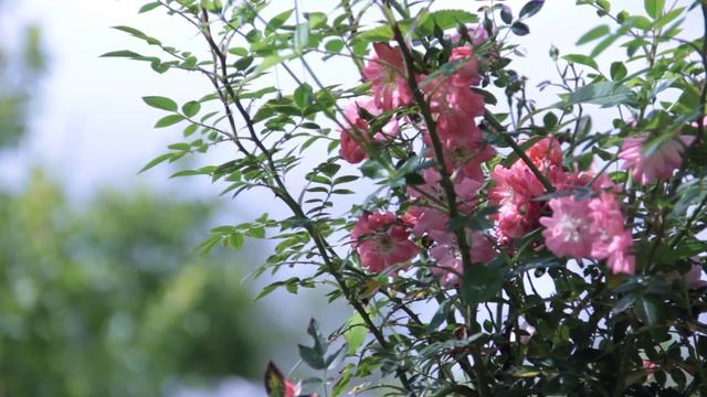 Необычные сорта роз в саду смотреть онлайн