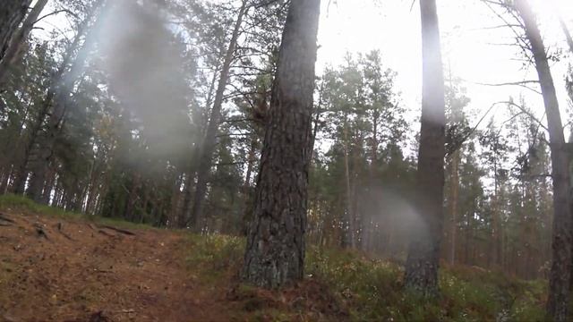 Лесные прелести. На Электро самокате.