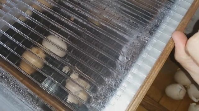 Вывод цыплят::: ЦЫПЛЕНОК И КРОВЬ:::