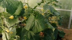 Полив Огурцов И Перцев Под Корень И По Листве Это Разные Поливы // Июль 2022 г // С.Х.У