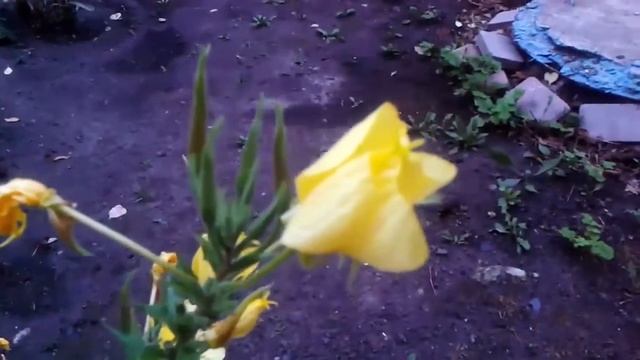 Энотера Миссурийская ((цветы, которые цветут только ночью видео смотреть онлайн