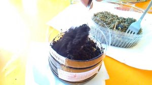 Как посадить из косточки абрикос и вишню - стратификация и посадка косточек