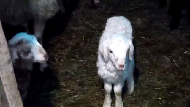 Взвешиваем ягнят\Жизнь в деревне\Орловка смотреть онлайн