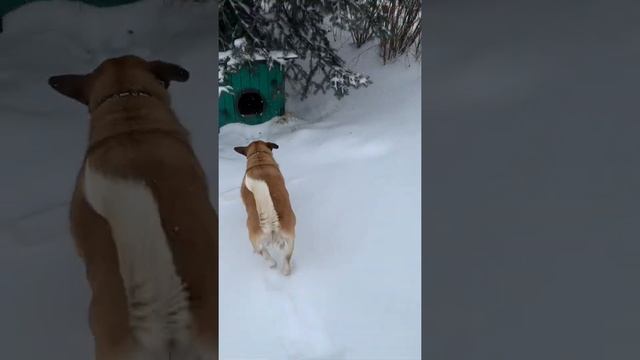 Гадание на бараньей лопатке смотреть онлайн
