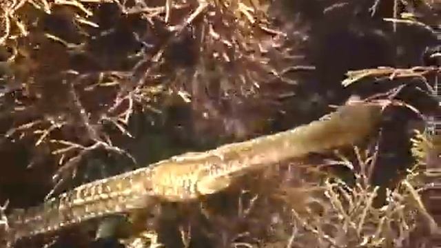 © Рыбы Черного моря Морская игла Syngnathus typhle 2 Broad nosed pipefish смотреть онлайн