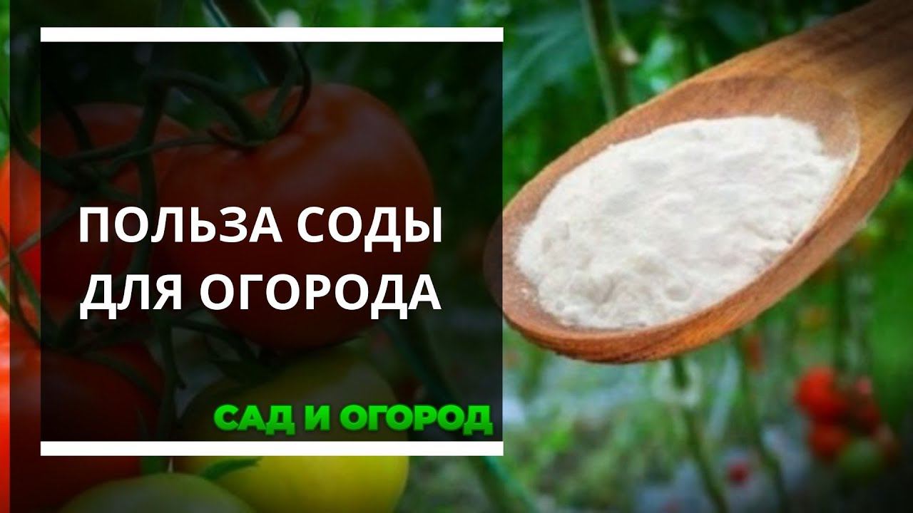 Применение пищевой соды на дачном участке   подкормка защита от болезней и насекомых