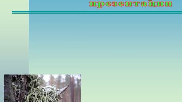 Презентация Лишайники смотреть онлайн