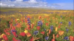 В.Жигулин " О, Родина! В неярком блеске..." Читает  Шушвалов Владимир.