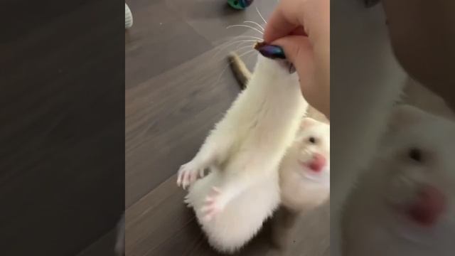 Дрессировка хорька смотреть онлайн