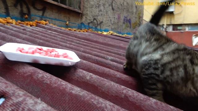 Abandoned Kitten Crying At The Street |  Kitten Rescue Near Me (Episode 2)