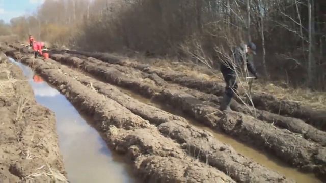Посадка леса смотреть онлайн