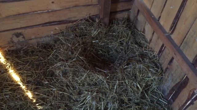 Эти гуси меня удивляют/Теперь осталось гадать,кто первый. Старшие или младшие Гуси.