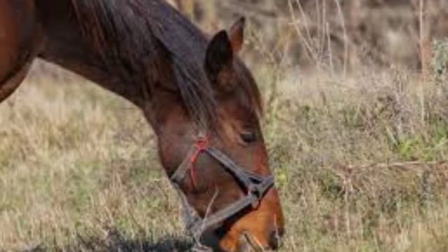 Интересные факты о лошадях. смотреть онлайн