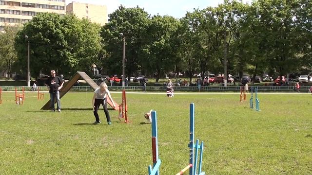 09 05 14 Аджилити А1 Шинкарева Наталья и Ариша смотреть онлайн
