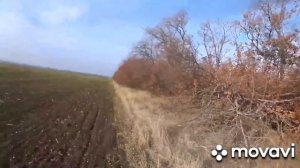 Охота на зайца с Курцхааром.