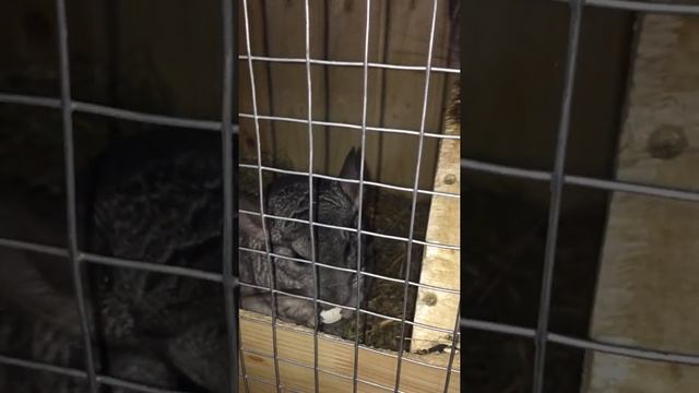 Шиншилла - уход и содержание смотреть онлайн