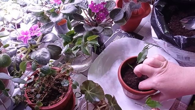 Посадка фикуса и ещё кое-что присоединяйтесь к просмотру моих цветов)))) смотреть онлайн