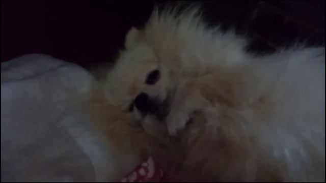 Шпиц Денежка. Лето заканчивается, готовимся к зиме, сосем лапу. смотреть онлайн