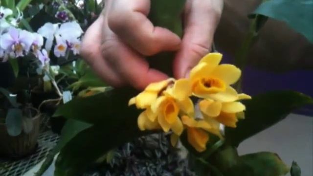 OrchidWeb - Dendrobium sulcatum смотреть онлайн