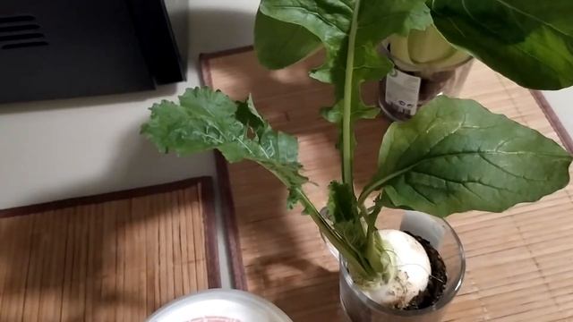 Пробую японский салат и репу кокабу. Репа просто находка. смотреть онлайн