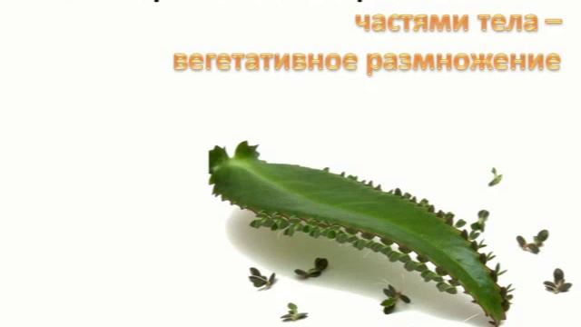 6класс Размножение живых организмов сш165 смотреть онлайн