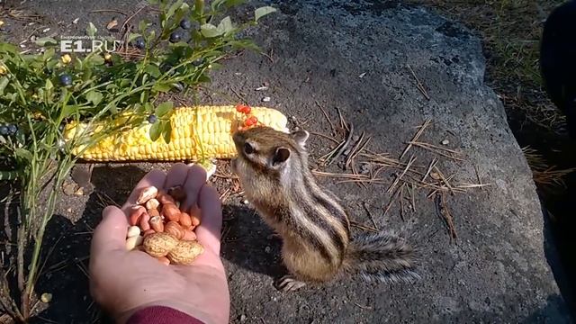 Пир для бурундуков в лесу под Екатеринбургом смотреть онлайн