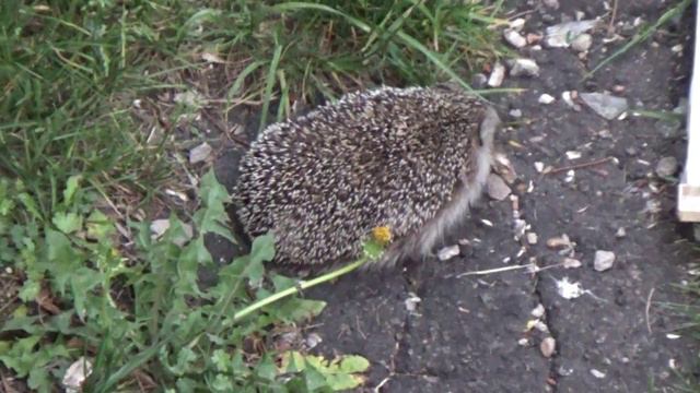 Мои питомцы. смотреть онлайн