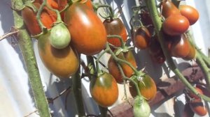 ТОМАТ ДЕ БАРАО ЧЕРНЫЙ. Ольга Чернова.