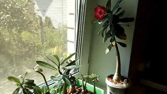 Адениум. Из семян Adenium Obesum Indigo. 7.08.2018.