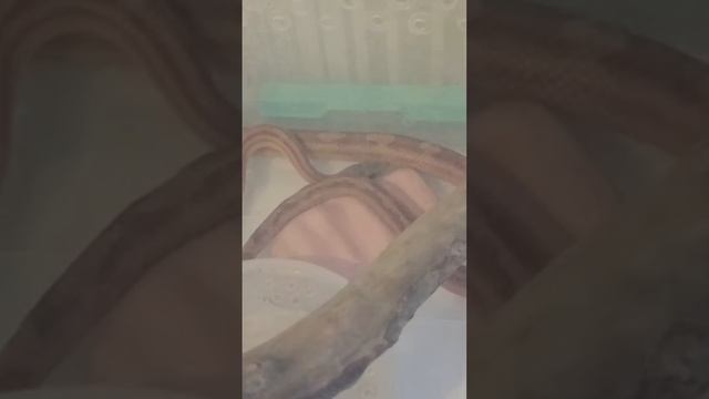 ? #рекомендации #reels #рептилии #змея #snake #animal #эублефар #reptile #рептилия #pet смотреть онлайн