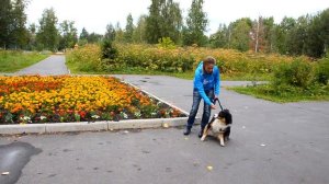 Как отучить собаку лаять на собак? Как отучить собаку тянуть поводок? Обучение собаки команде Рядом