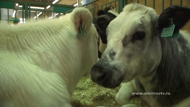 Золотая осень 2017 смотреть онлайн