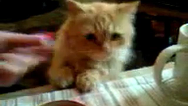 Рыжий кот любит соленые помидоры. смотреть онлайн