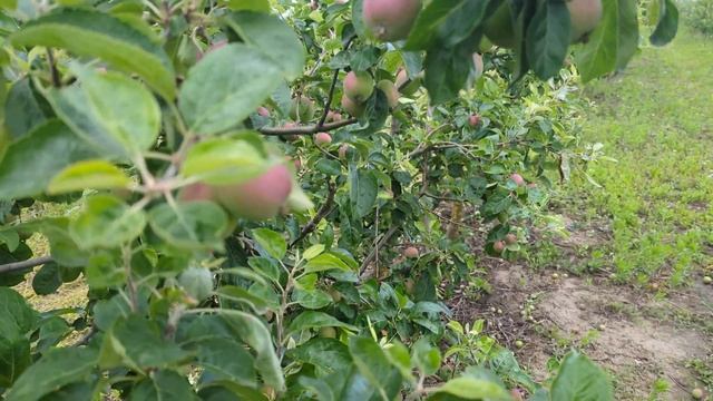 причина по якій не плодоносить яблуня Ентерпрайз смотреть онлайн