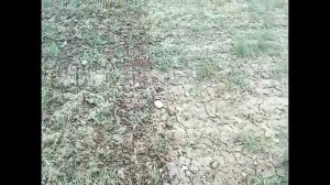 Весенне боронование озимой пшеницы МТЗ-1221