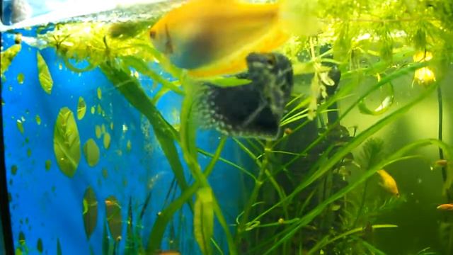 нерест гурамі смотреть онлайн