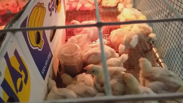 бройлеры Иза Хабард 17 и Коб 500.//цыплята 21 день// смотреть онлайн