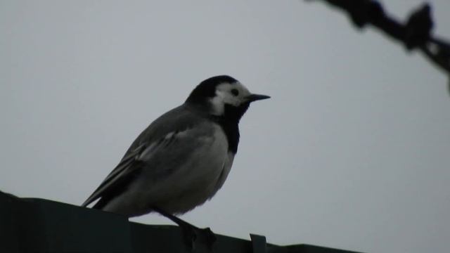 Биосфера. Песня белой трясогузки. Редкая удача. Город, рядом оживлённая дорога... смотреть онлайн