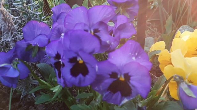 Сад в конце мая. Что цветет... смотреть онлайн