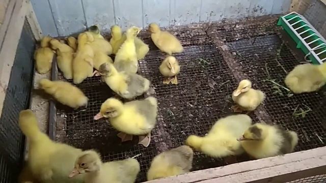 Воспитание гусят, часть 3. Купание. смотреть онлайн