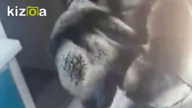 ШУБА,ШУБЫ Натуральный мех Шишилловый кролик,Шиншилла рэкс,Шиншилла! Меховая Жилетка,Мех! 3500 ГРН! смотреть онлайн
