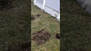 Ямки для юкки.